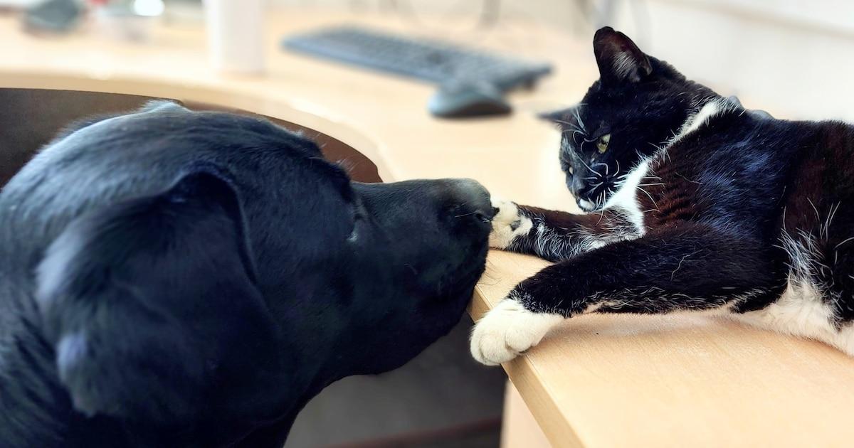 Una mascota, que causa sanciones humanas de los científicos
